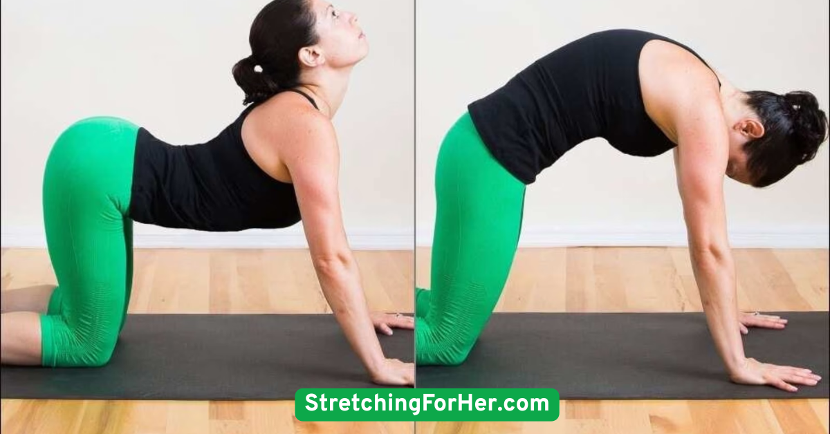Cat-Cow Pose (Spinal Mobility Stretch)